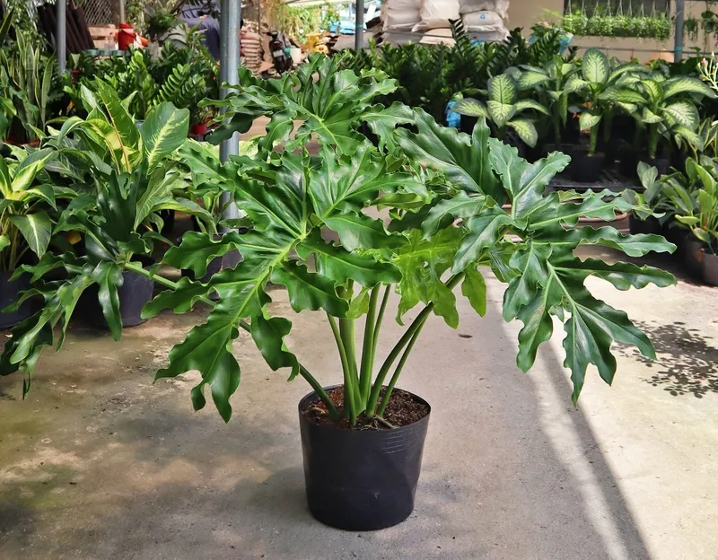 Kỹ thuật chăm sóc trầu bà thanh xuân