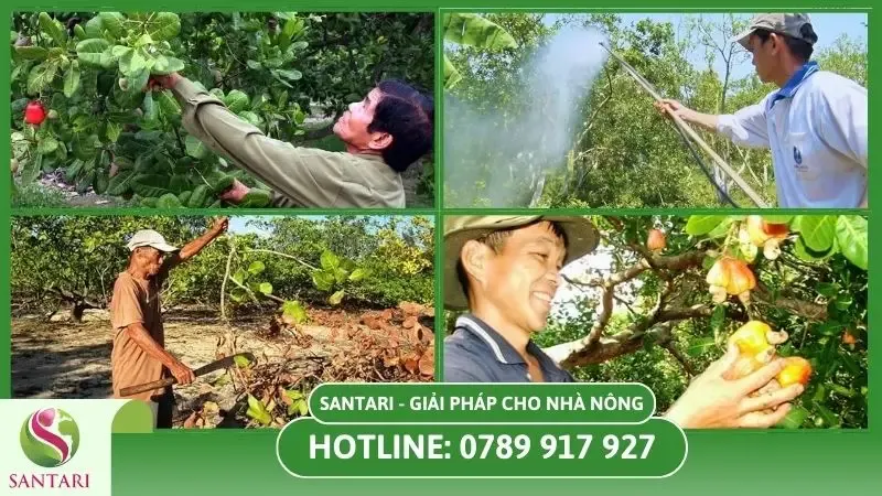 Kỹ thuật chăm sóc và phòng trừ sâu bệnh trên cây điều