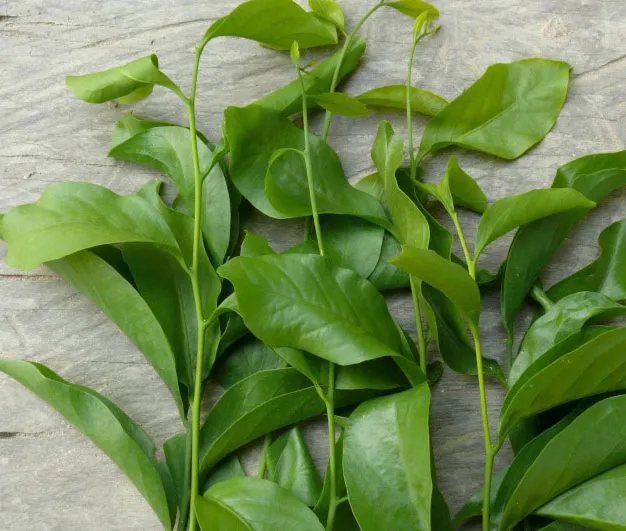 Kỹ thuật chăm sóc và tạo độ che bóng cho cây con