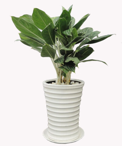 Cây Bạch Mã Hoàng Tử Cách Chăm Sóc: Kỹ Thuật Trồng Và Duy Trì Cây Luôn Xanh Tươi