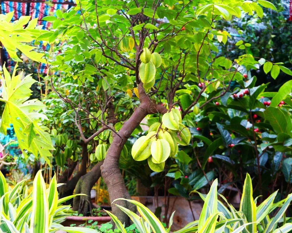 Kỹ thuật chiết cành cây khế chua cảnh nhỏ gọn, phương pháp trồng và chăm sóc cây khế cảnh