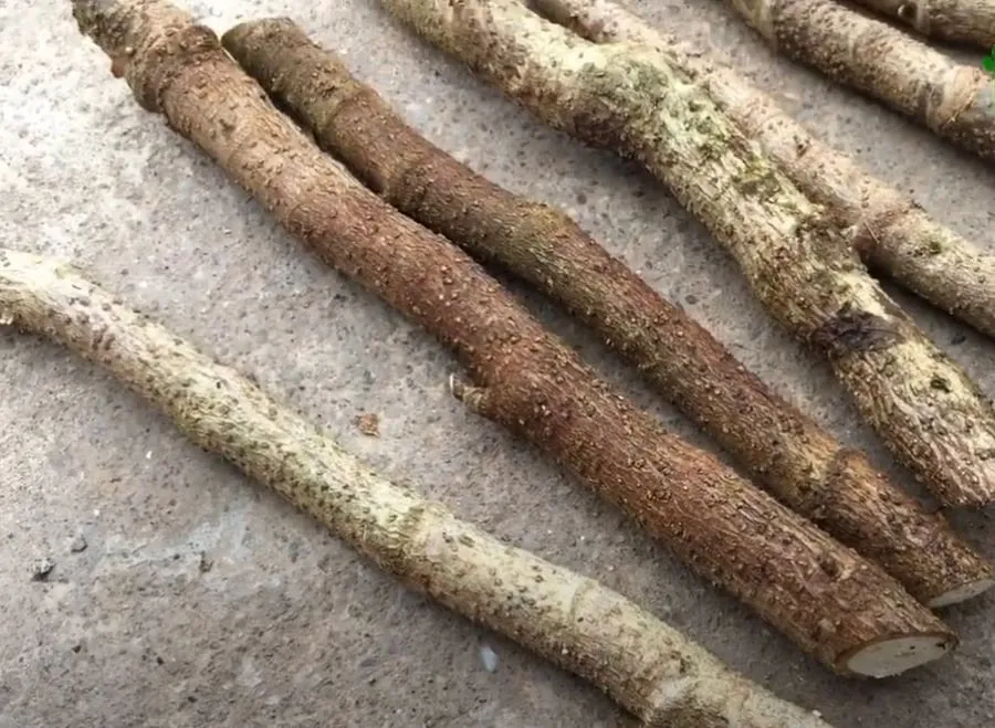 Kỹ thuật chọn cành bánh tẻ khỏe mạnh để giâm trồng cây đinh lăng tại nhà đạt tỷ lệ sống cao.