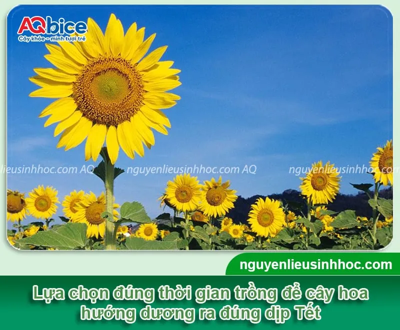 Kỹ thuật chọn giống và cách trồng hoa hướng dương đúng tết