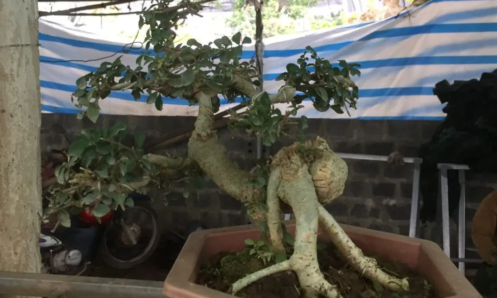 Kỹ thuật chọn phôi và cách trồng cây duối cảnh bonsai tại nhà