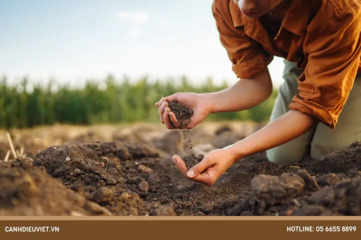 Kỹ thuật đào hố và bón lót chuẩn bị trồng mãng cầu bằng hạt