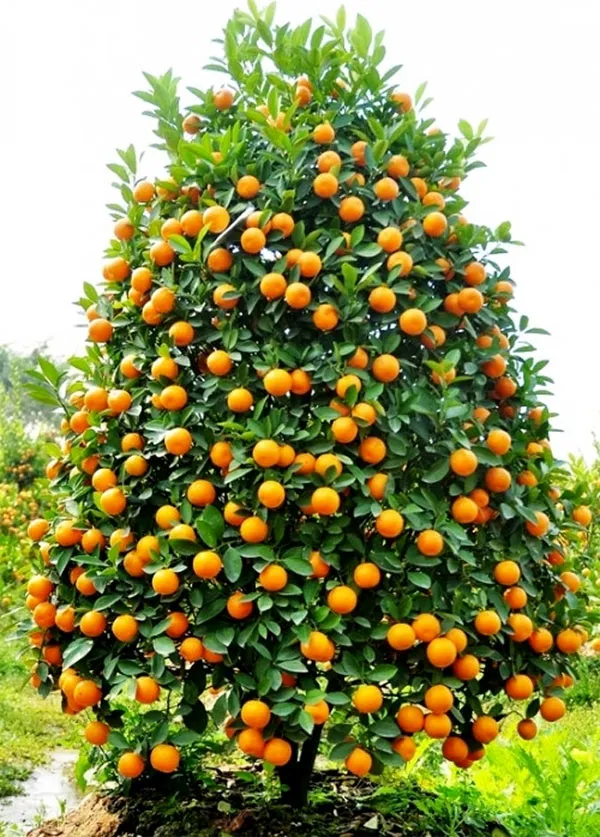 Kỹ thuật đảo quất và bó bầu nhằm mục đích kích thích cây ra hoa kết quả đồng loạt hoặc xen kẽ