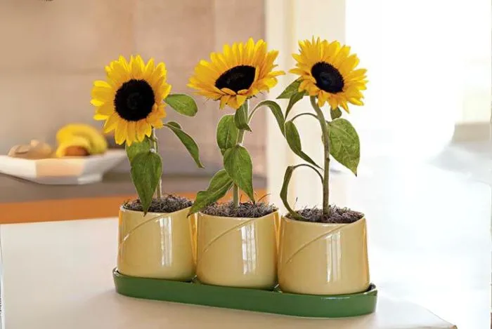 Kỹ thuật đặt bầu và chăm sóc cây hướng dương non trồng từ cành giâm