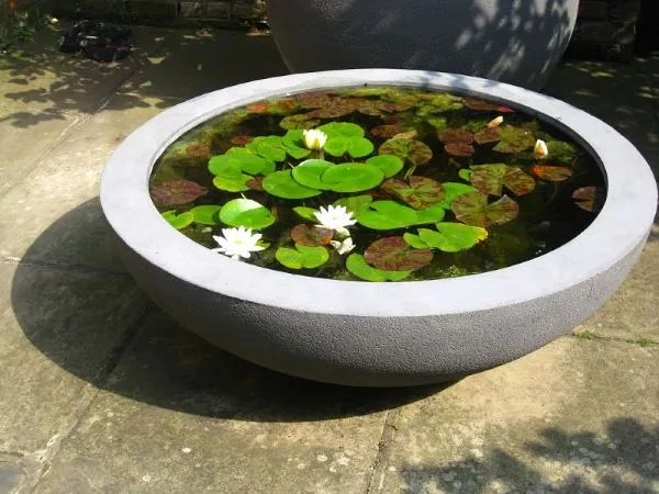 Kỹ thuật đặt củ sen, đổ bùn và mực nước ban đầu khi trồng sen trong chậu