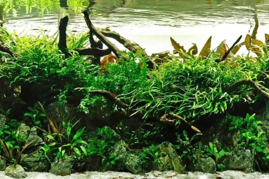 Kỹ thuật đặt và cố định cây trong bể cá cảnh theo cách trồng cây thủy sinh