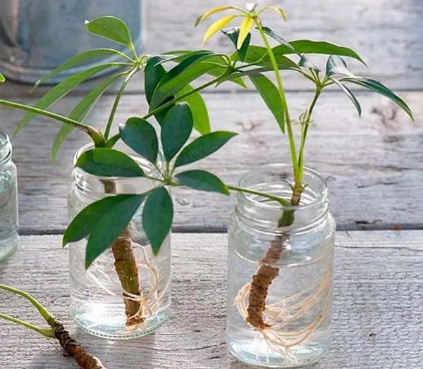 kỹ thuật giâm cành cây cảnh trực tiếp vào nước để nhân giống hoặc trồng thủy sinh