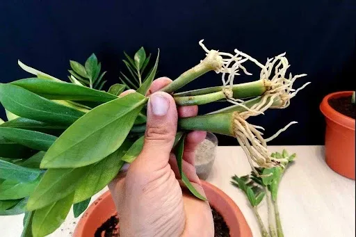 Kỹ thuật giâm cành cây kim tiền trong lọ nước