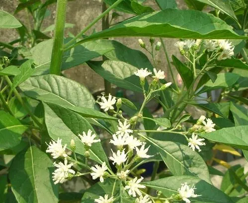 Kỹ thuật giâm cành cây mật gấu trong chậu, bước đầu tiên quan trọng trong cách trồng cây mật gấu trong chậu