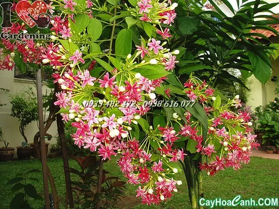 Kỹ thuật giâm cành cây Trang Leo (Trang Dây) đơn giản, phương pháp nhân giống được ưa chuộng