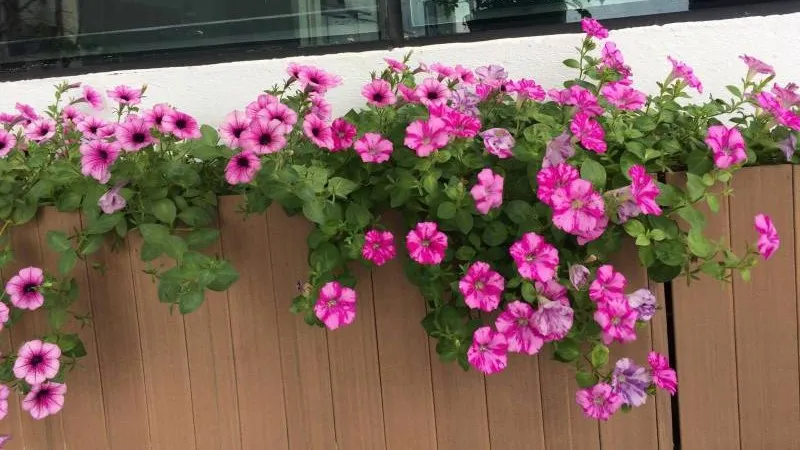 Kỹ thuật giâm cành dạ yến thảo để nhân giống, đảm bảo cây có rễ nhanh