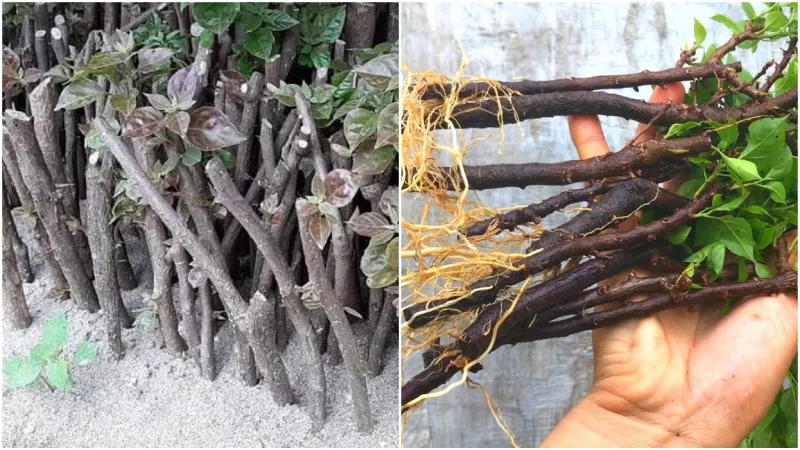 Kỹ thuật giâm cành đúng cách là yếu tố giúp cây hoa giấy nhanh chóng bén rễ và phát triển
