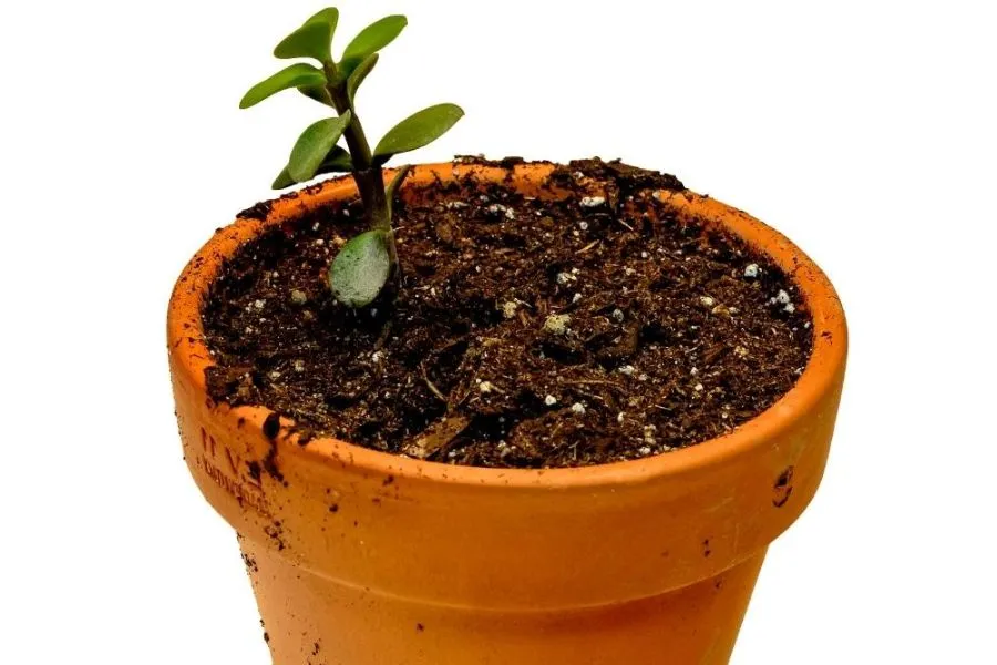 Kỹ thuật giâm cành sen đá đô la vào mùa xuân hoặc mùa hè