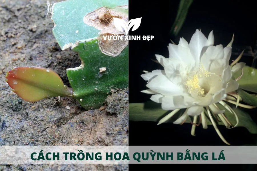 Kỹ thuật giâm cành và cách trồng Hoa Quỳnh bằng lá.