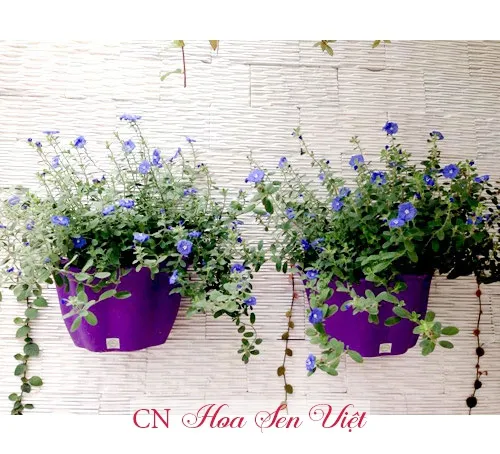 Kỹ thuật giâm cành và chuẩn bị đất trồng để chăm sóc cây Thanh Tú