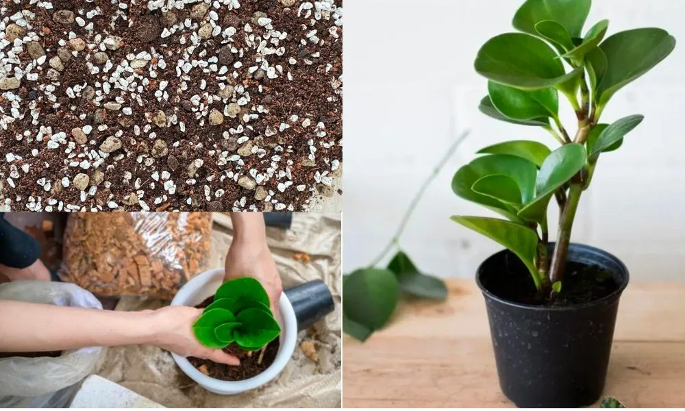 Kỹ thuật giâm lá và cành để nhân giống cây Trường Sinh tại nhà