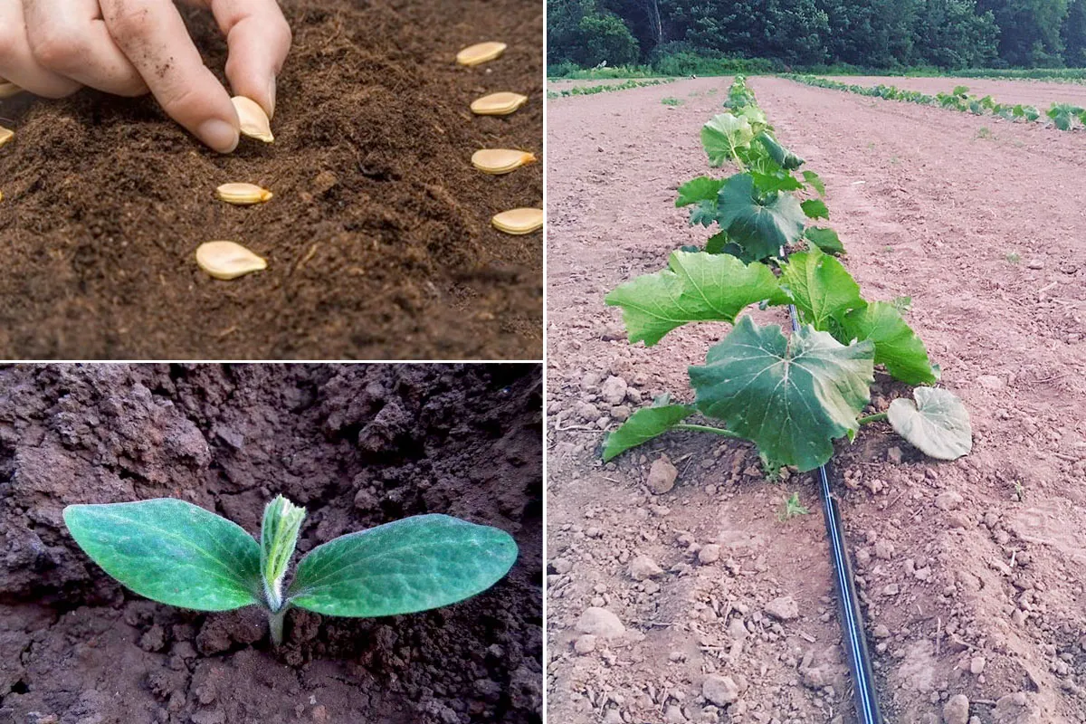 Kỹ thuật gieo hạt giống bí đỏ đúng thời vụ