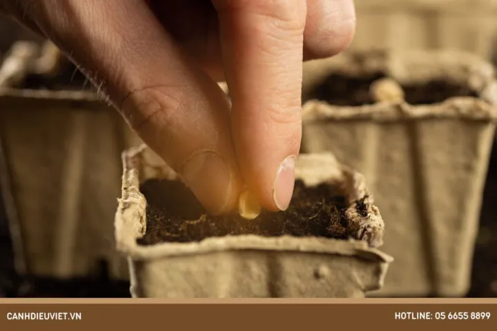 Kỹ thuật gieo hạt mãng cầu xiêm đã qua ngâm ủ