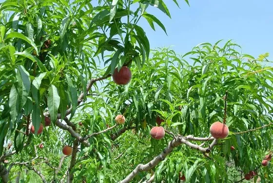 Kỹ thuật gieo hạt sâu khoảng 2cm vào đất đã chuẩn bị sẵn