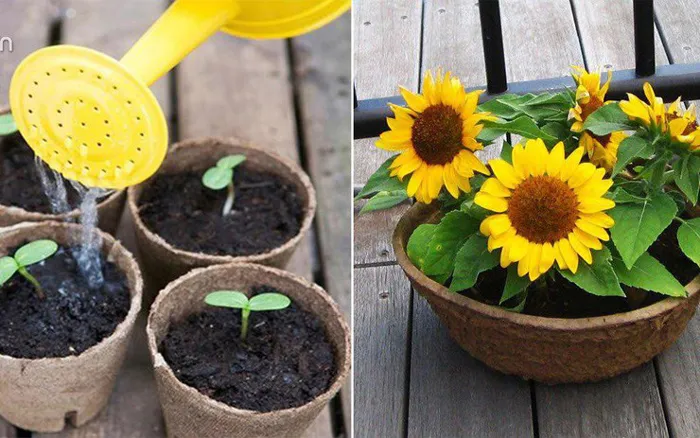 Kỹ thuật gieo hạt và trồng hoa hướng dương trong chậu đúng cách
