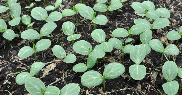 Cách Trồng Cây Biwa: Kỹ Thuật Chăm Sóc Đạt Năng Suất Tối Đa