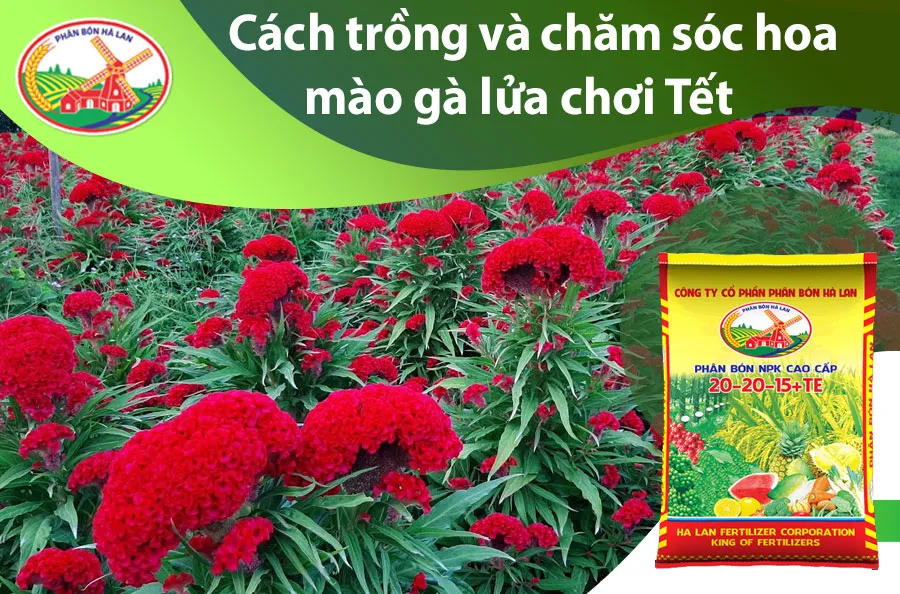 Kỹ thuật gieo trồng hoa mào gà lửa đúng chuẩn nhà vườn