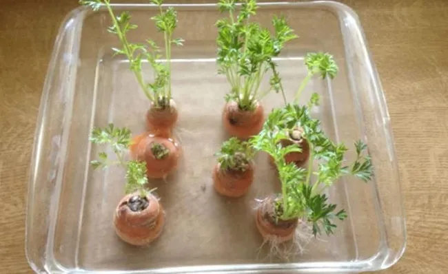 Kỹ thuật gieo trồng và chăm sóc cây cà rốt trong chậu