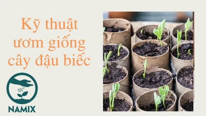 Kỹ thuật gieo trồng và chăm sóc cây đậu biếc con