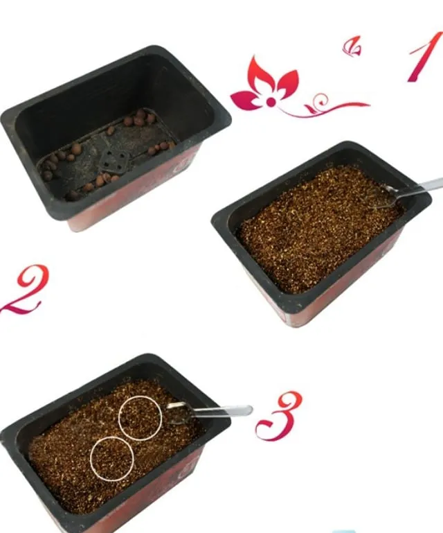 Kỹ thuật gieo trồng và chăm sóc hoa hồng xanh