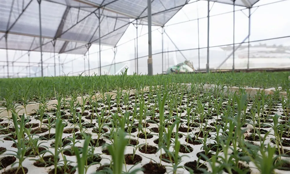 Kỹ thuật gieo trồng và nhân giống hoa salem tại nhà