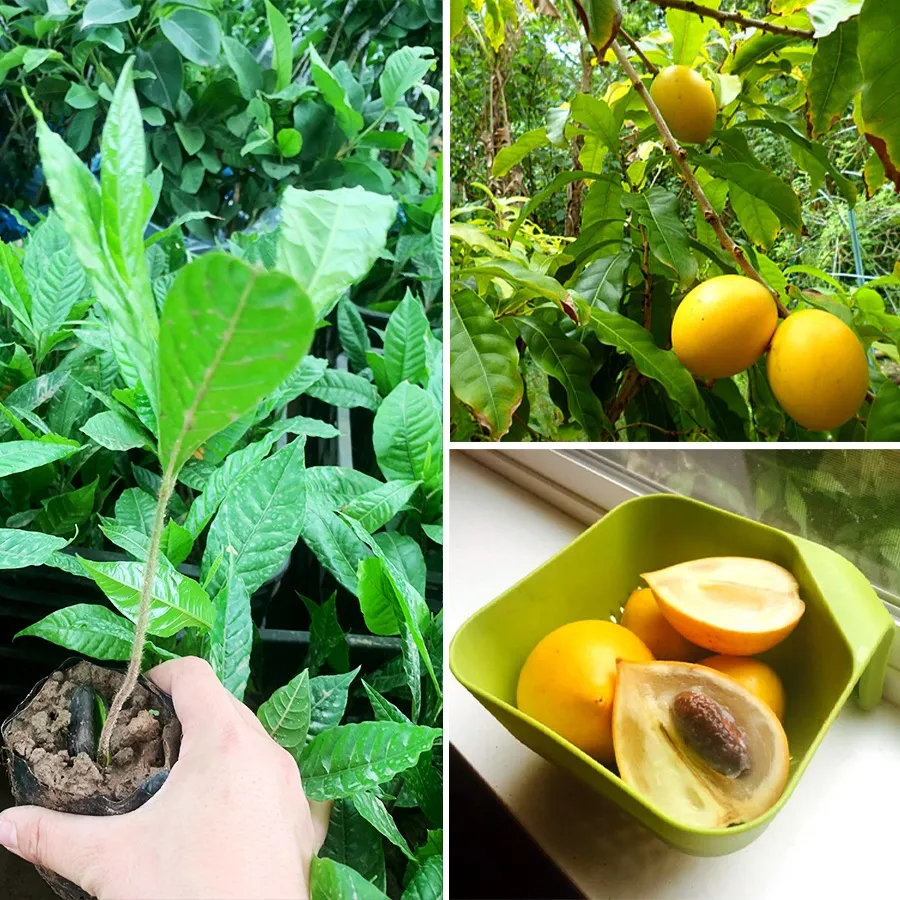 Kỹ thuật giữ ẩm và che chắn cho cây vú sữa hoàng kim non mới trồng