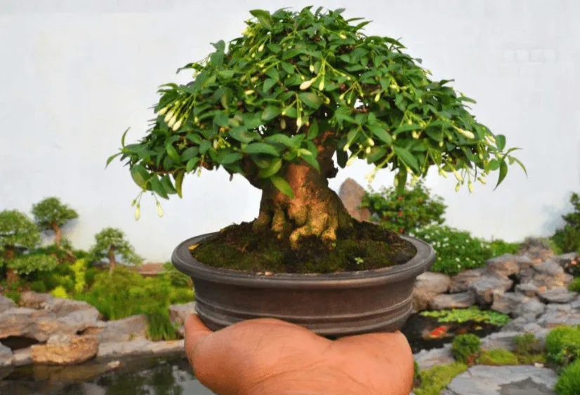 Kỹ thuật hãm mai chiếu thủy ra hoa đúng dịp Tết, đòi hỏi sự kiểm soát nghiêm ngặt về nước tưới