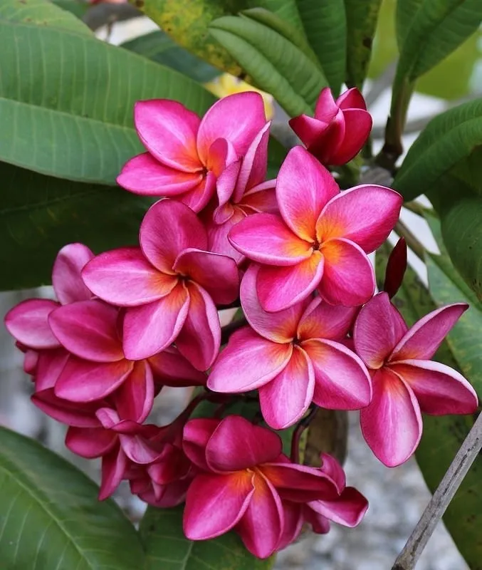 Kỹ thuật kích thích cây hoa Đại ra hoa nhiều nhất và lâu tàn