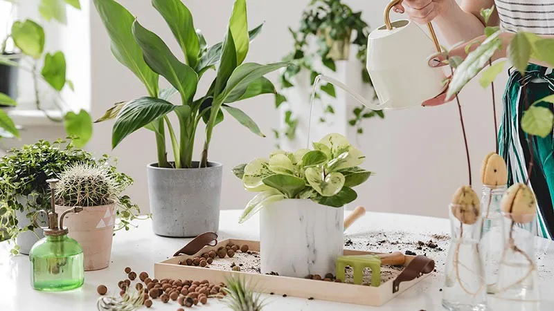 Kỹ thuật kiểm tra độ ẩm đất bằng ngón tay trước khi tưới nước cho cây trồng trong nhà đúng cách