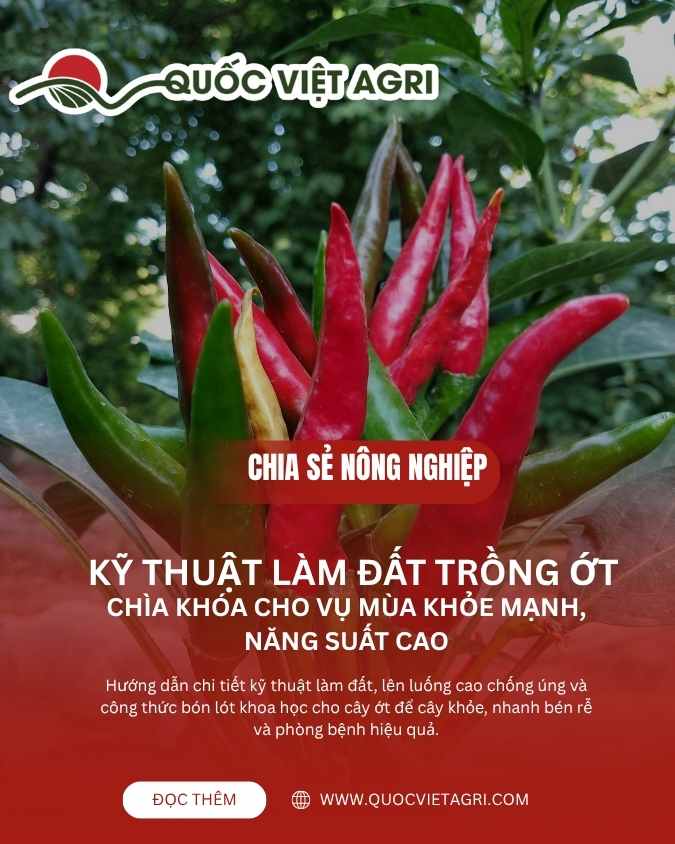 Hướng Dẫn Toàn Diện Cách Bón Lót Cho Cây Trồng Đạt Năng Suất Tối Ưu