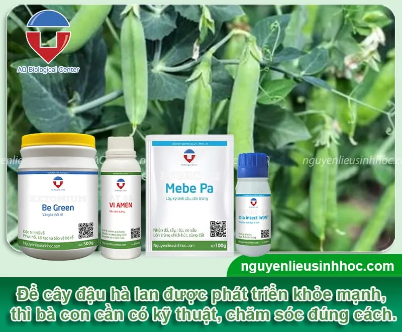 Kỹ thuật làm giàn và phòng trừ sâu bệnh để cây đậu Hà Lan ra trái nhiều, đạt năng suất cao