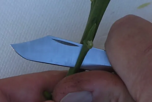 Kỹ thuật lấy mắt ghép bưởi da xanh chuẩn bị trồng trong chậu