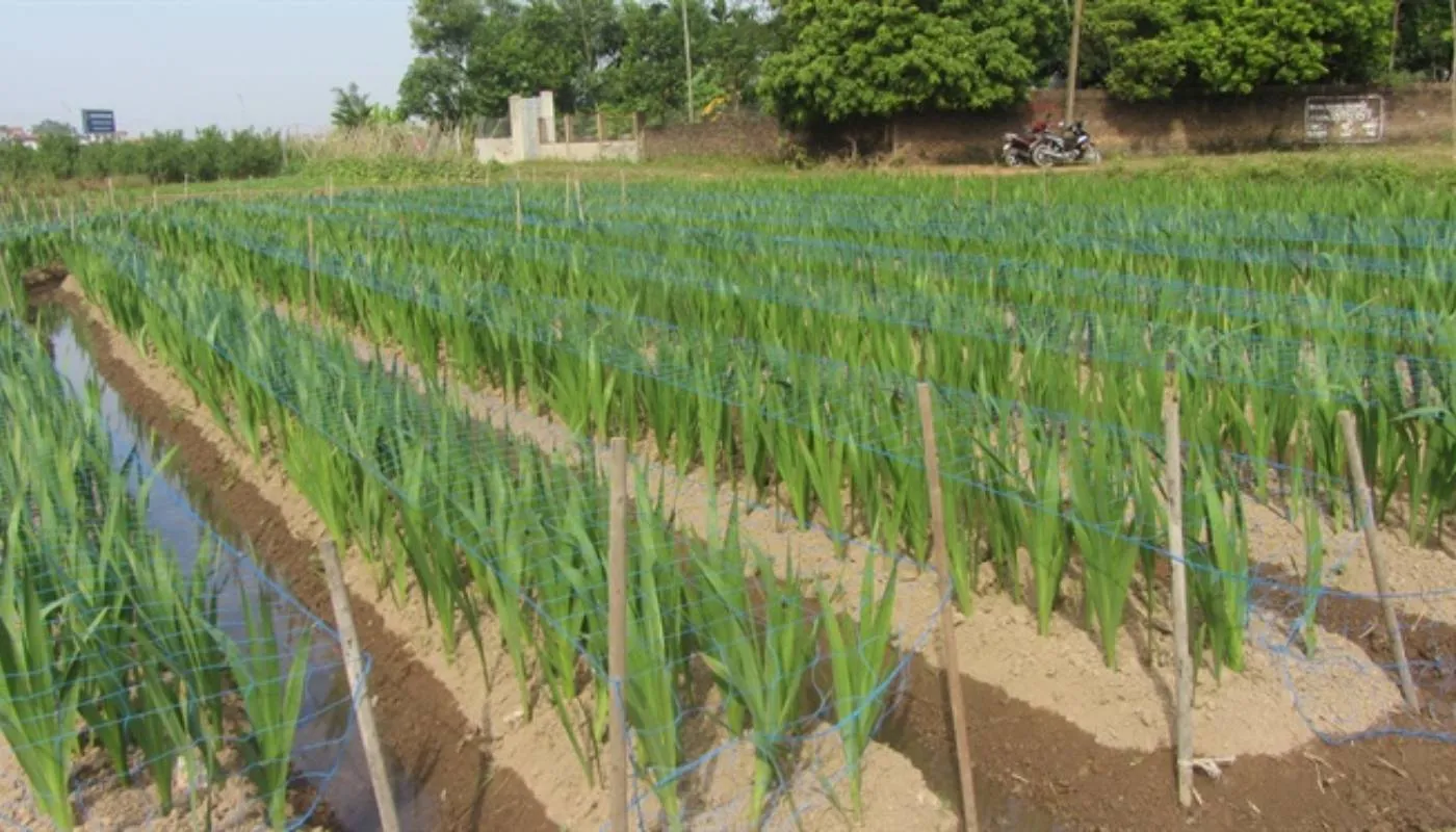 Kỹ thuật lên luống và xẻ rạch chuẩn bị đất trồng hoa lay ơn