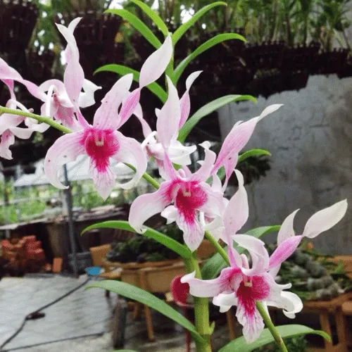 Kỹ thuật nhân giống hoa lan dendro nắng mười bích hiệu quả