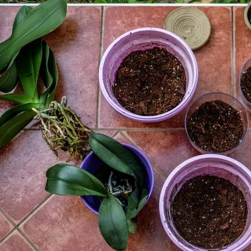 Kỹ thuật nhân giống lan bằng thân già và thân tơ chi tiết