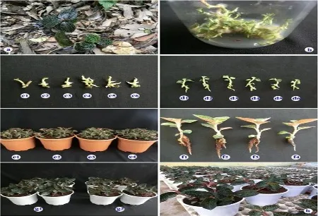 Kỹ thuật nhân giống lan kim tuyến thành công bằng phương pháp nuôi cấy mô in vitro tại phòng thí nghiệm