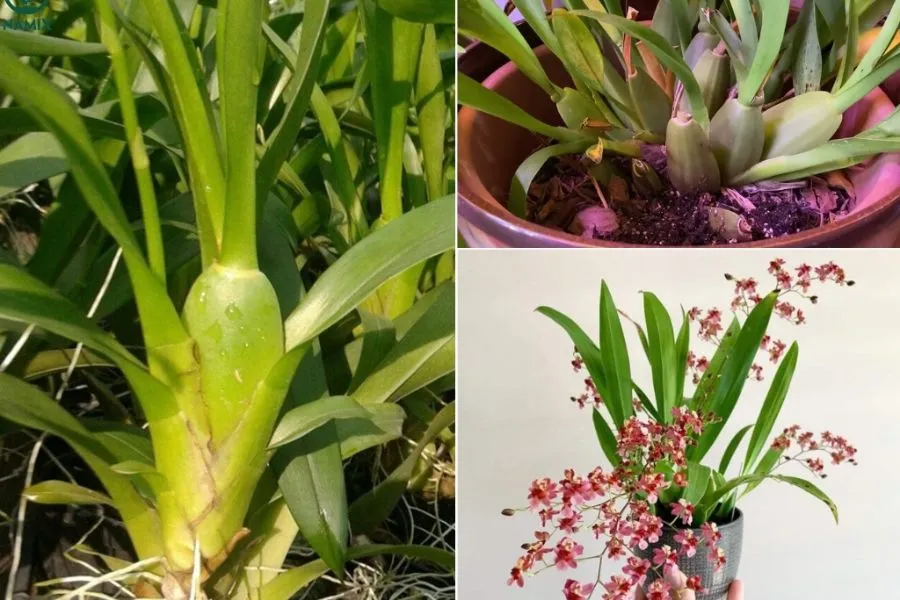 Kỹ thuật nhân giống lan vũ nữ từ gốc và quy trình thay chậu đúng cách