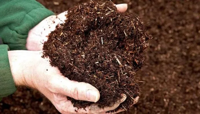 Kỹ thuật phối trộn giá thể chuyên sâu khi trồng khế cảnh