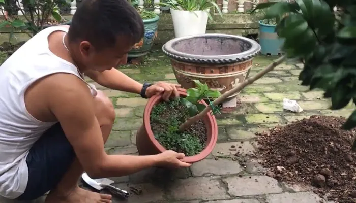 Kỹ thuật sang chậu cho cây hoa trà cần thực hiện nhẹ nhàng