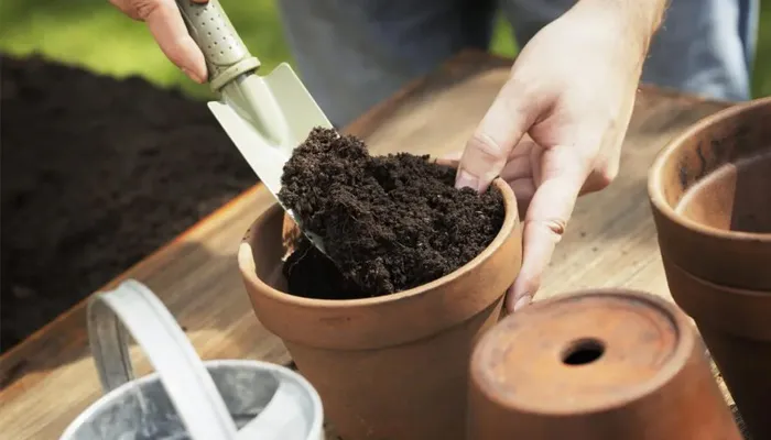 Kỹ thuật sang chậu giúp cây hoa trạng nguyên phát triển bộ rễ khỏe mạnh