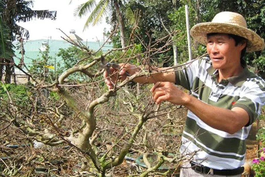 Kỹ thuật sử dụng kéo chuyên dụng để tỉa cành cây mai vàng, định hình tán cây sau tết