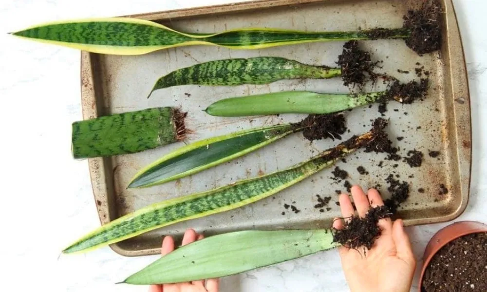 Kỹ thuật tách cành (chiết cành) là cách trồng cây lưỡi hổ nhanh chóng và hiệu quả.